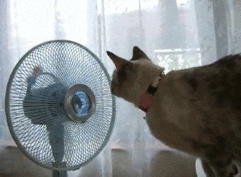 Spinning Cat